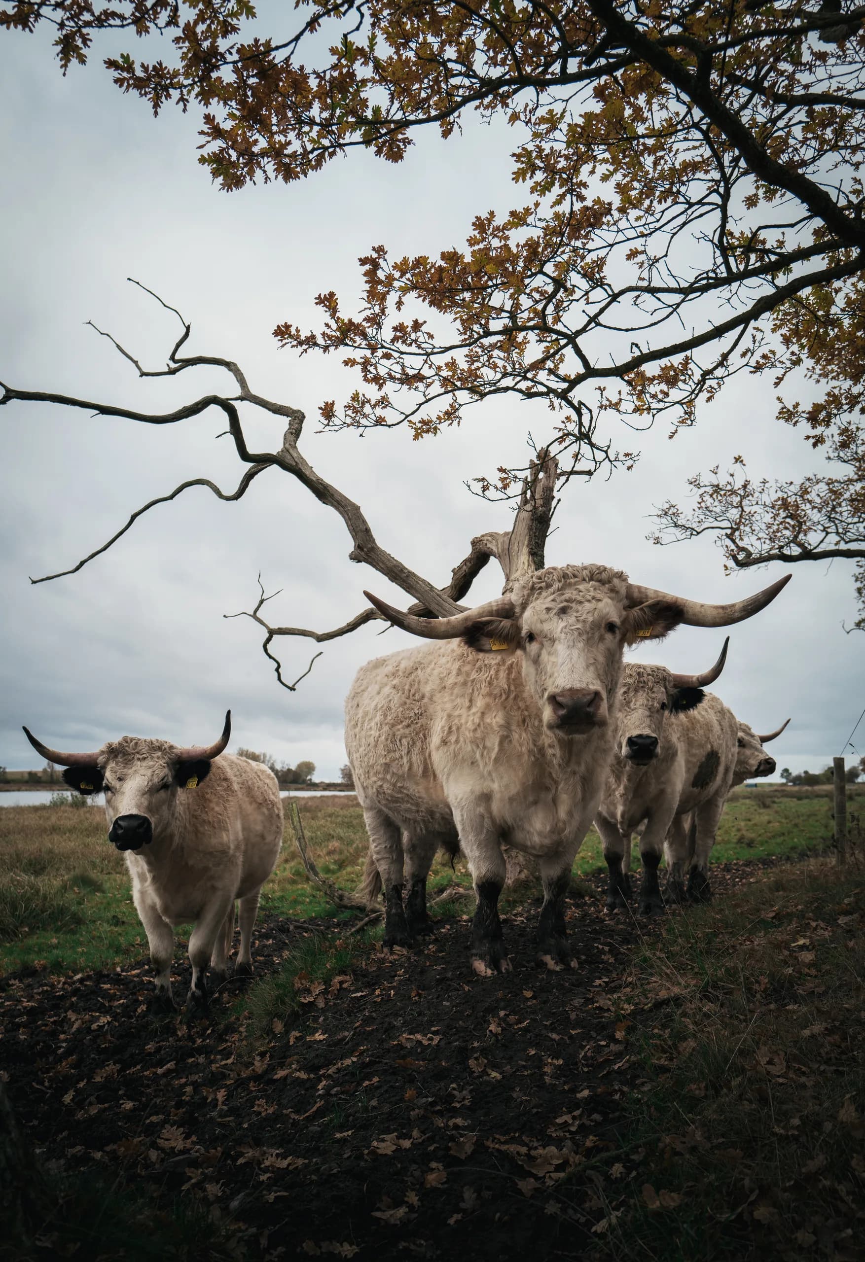 German cows