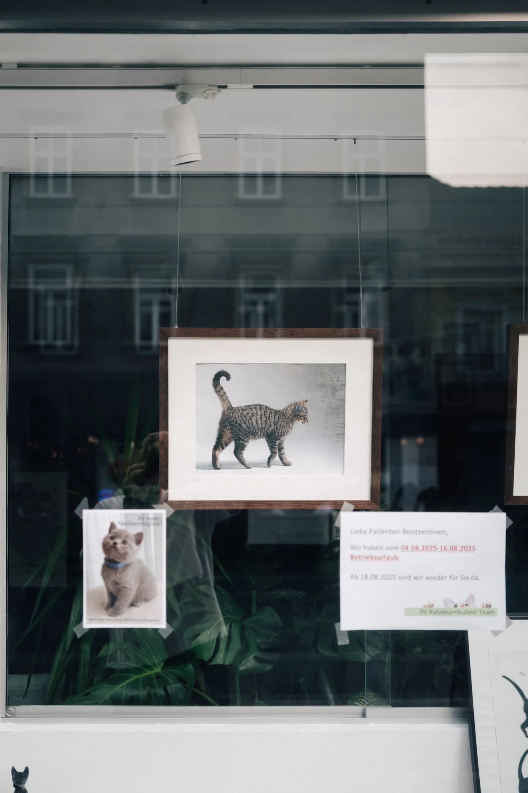 Katze