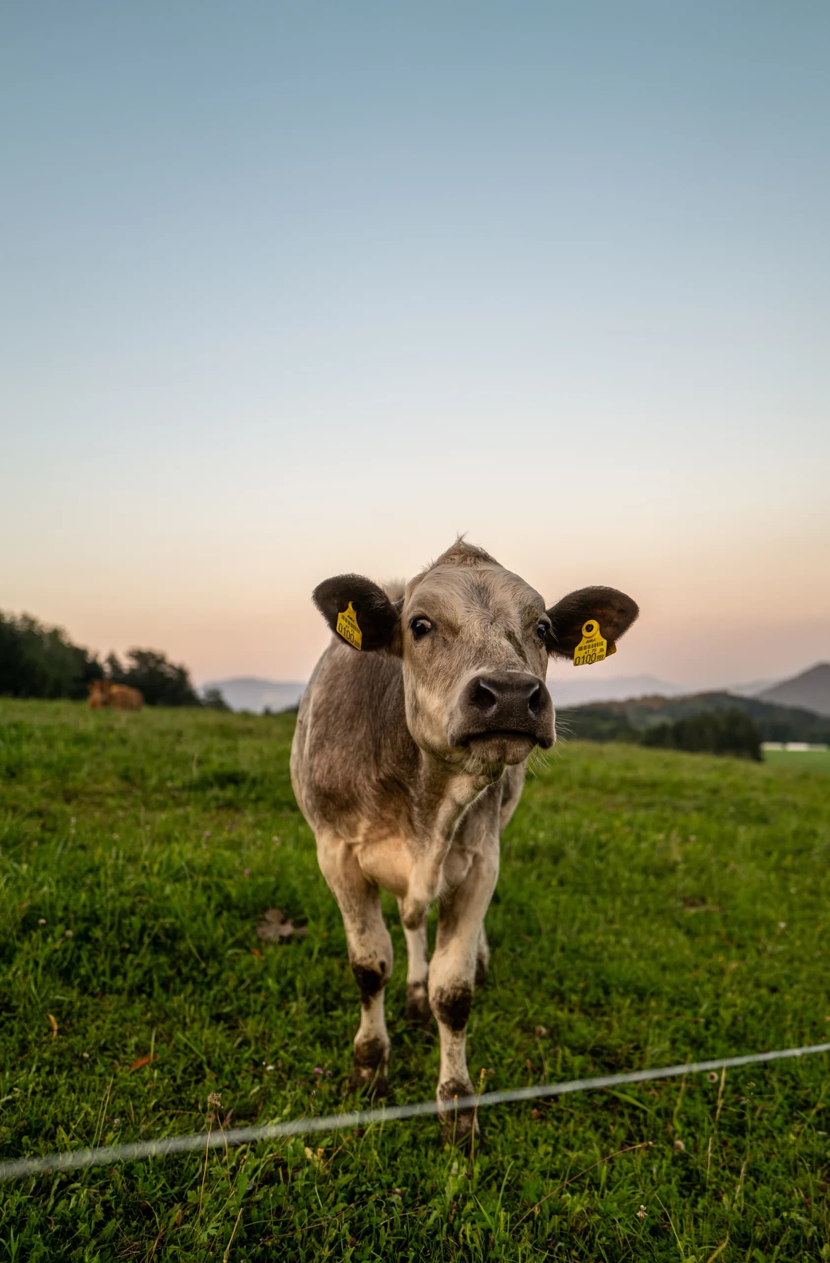 Austrian cow