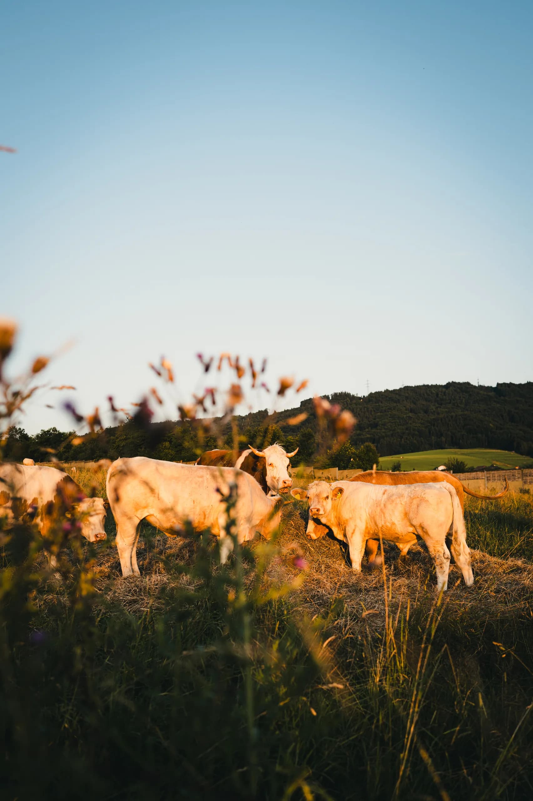 Cows